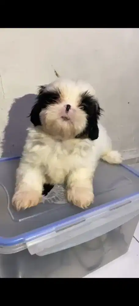 mini shihtzu kosongan jaminan pure