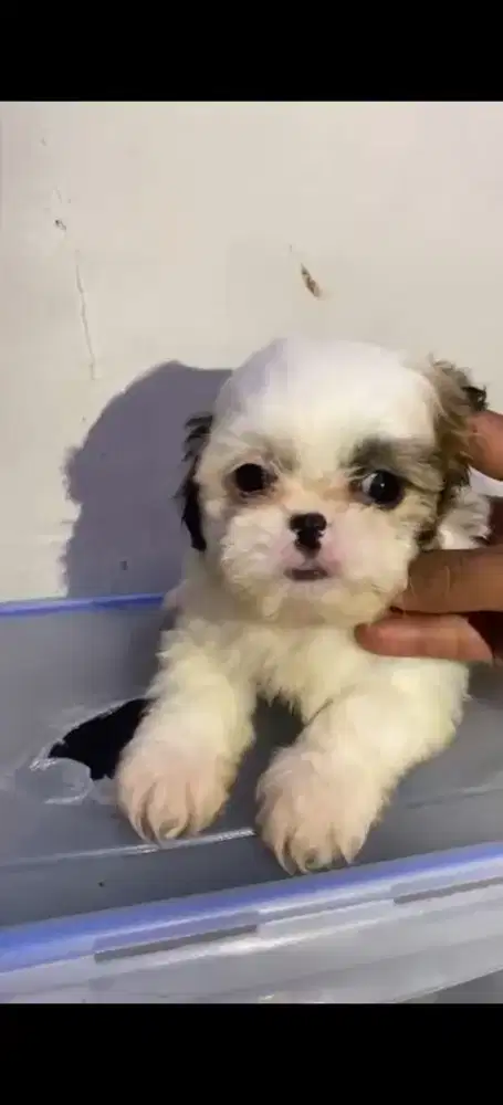 mini shihtzu kosongan jaminan pure
