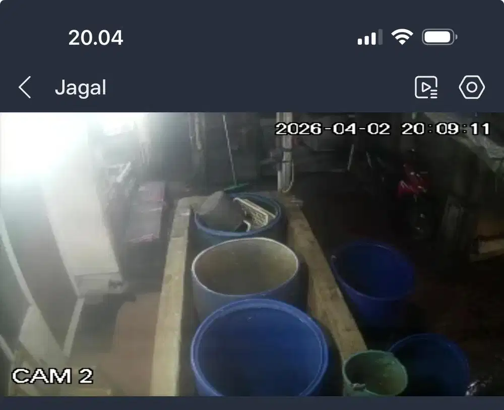 Membersihkan ayam broiler manual