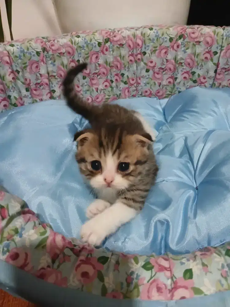 SF Triple Fold x BSH