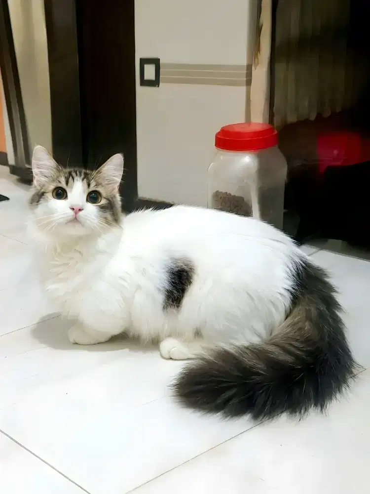 Munchkin jantan 7 bln