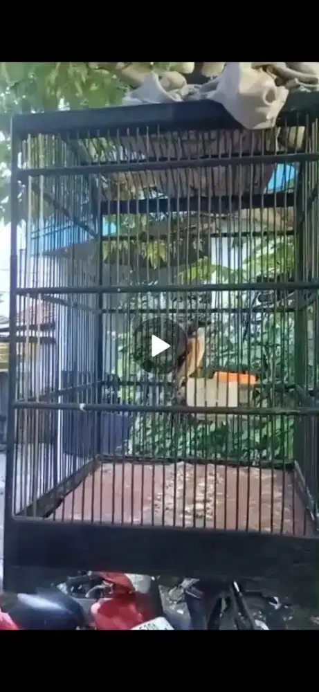 Jual Burung Pentet Rawatan Dari Lolohan