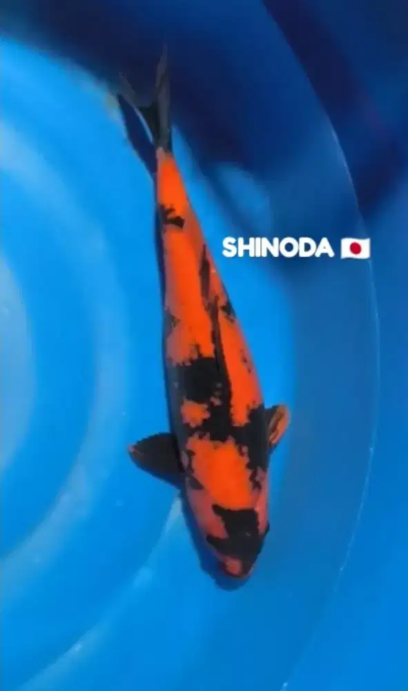 Ikan koi import hi utsuri 50bu farm Shinoda