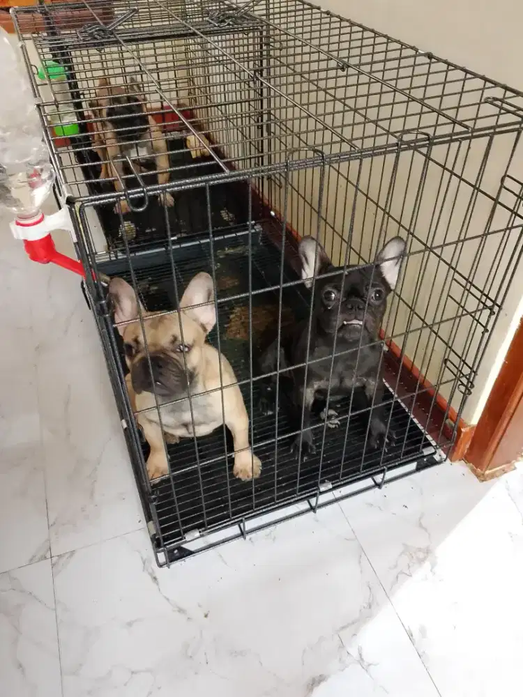 Dijual frenchie /french bulldog stb