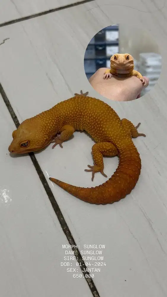 GECKO SUNGLOW JANTAN