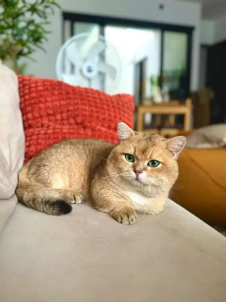 BSH MUNCHKIN IMPORT NY 11 PED WCF JANTAN