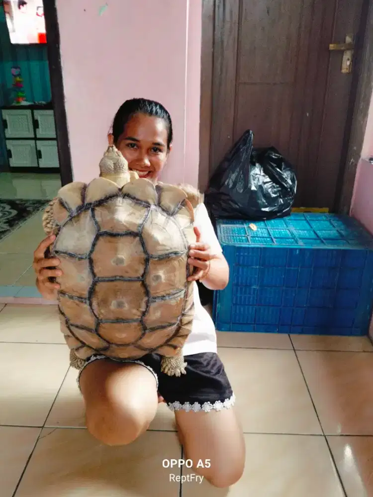 Kura-kura sulcata jantan size 45cm-+