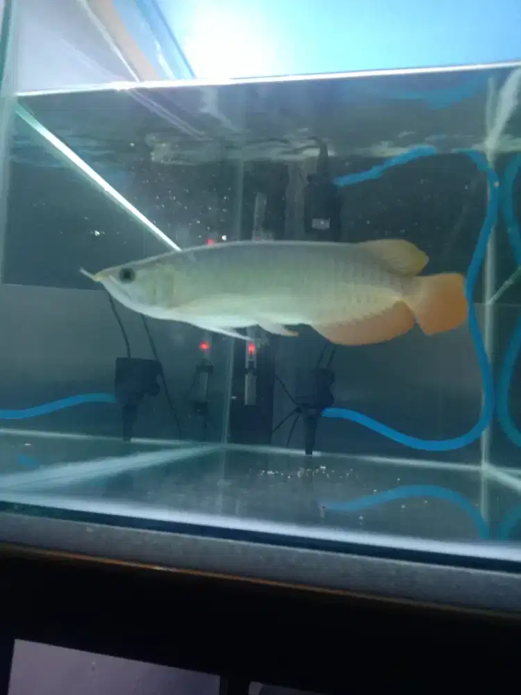 Jual arwana super red 22-23cm