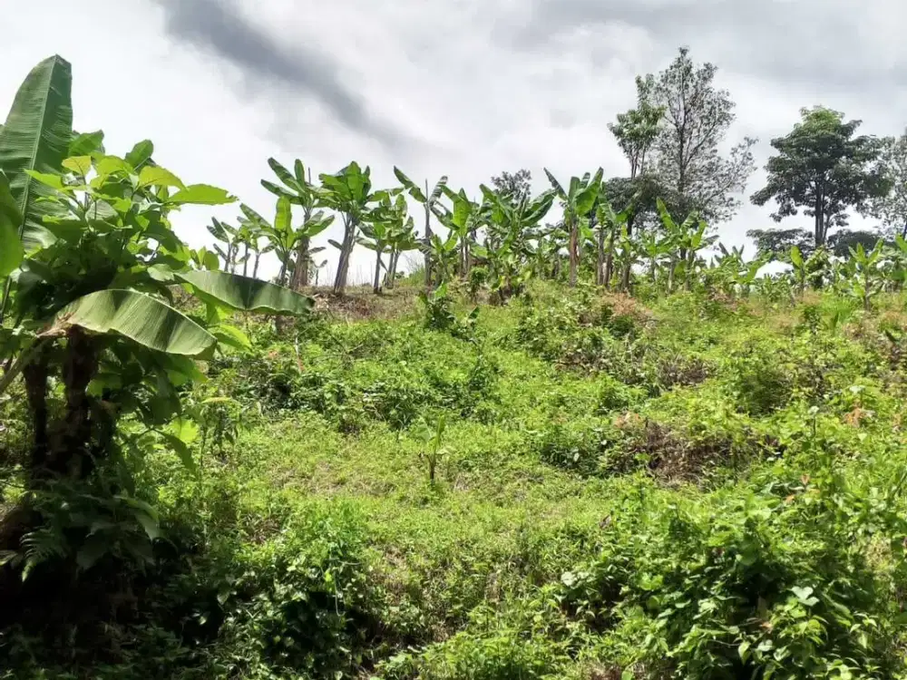 Jual Tanah Kosong Jonggol