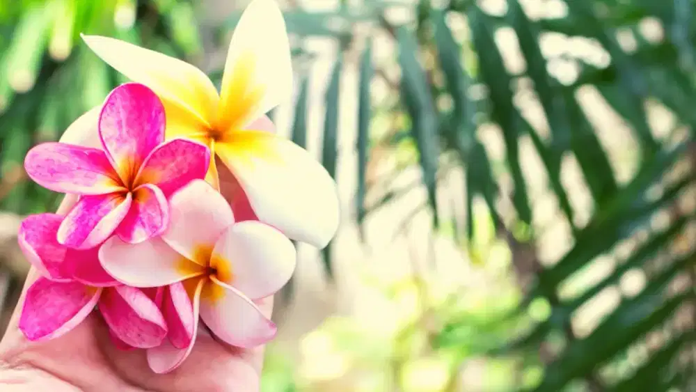 Lowongan terapis tradisional,reflexy& shiatsu