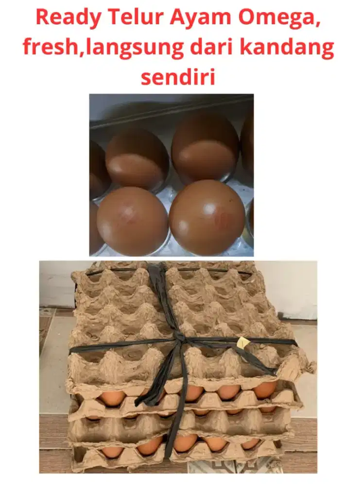 Jual Telur Omega-3,