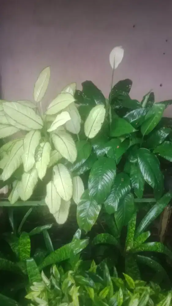 Lowongan kerja toko tanaman