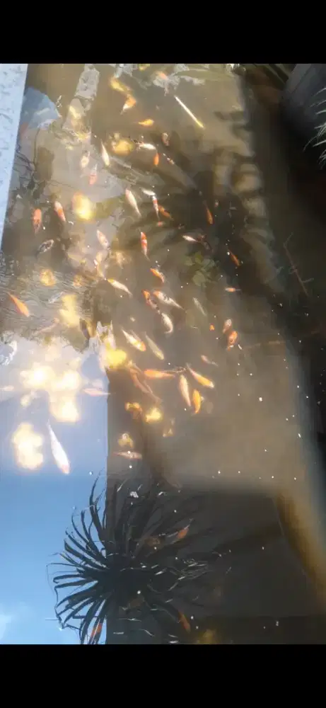 Ikan koi mix ukuran 5-15 cm