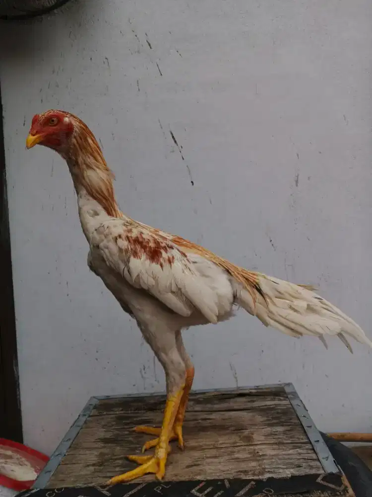 Ayam koytrad muda
