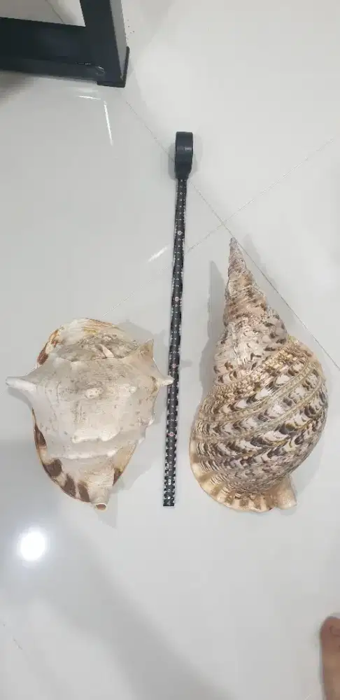 Cangkang Keong Laut Jumbo