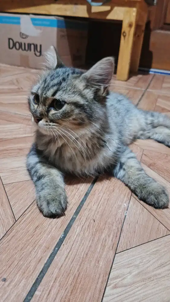 Adopsi kucing sepasang