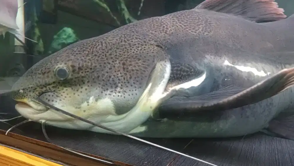 Ikan RTC ssb Lele Amazon Jumbo 70cm. Semi Short Body