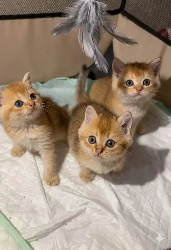 British shorthair golden parent bule