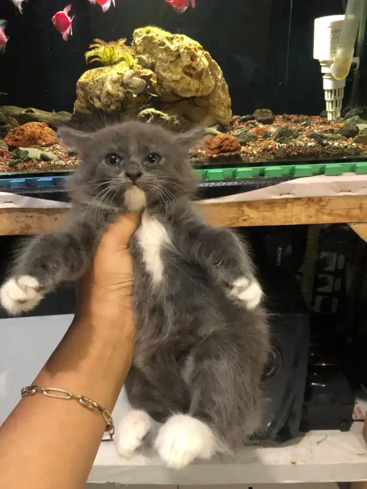 Kucing persia medium