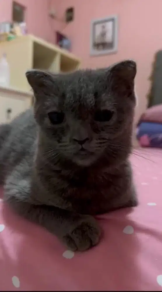 British Shorthair Kitten