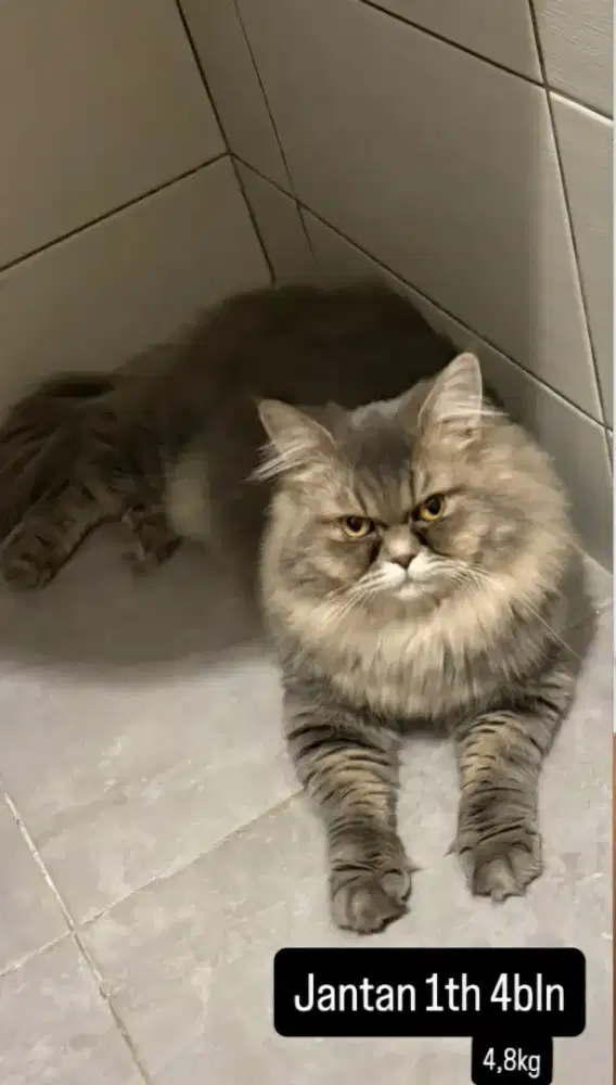 Kucing mainecoon persia bigbone