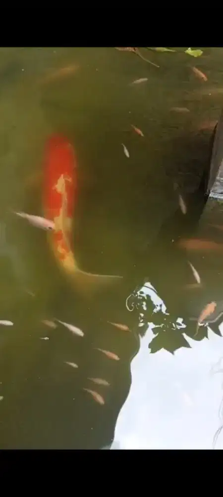 Ikan KOI Blitar uk 40 cm +
