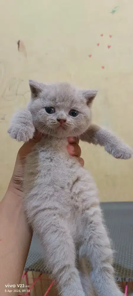 Kucing british shorthair kitten
