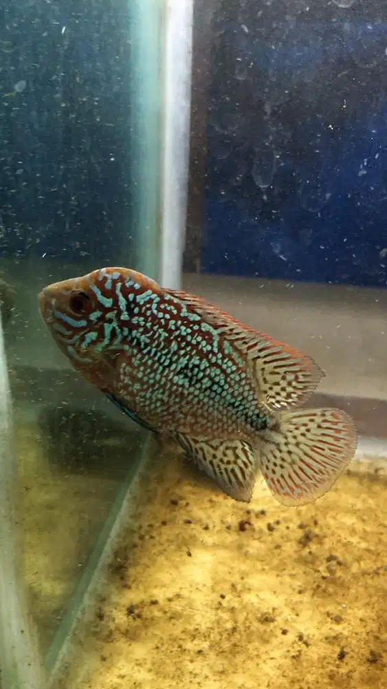 Kamfa f2 ori thailand