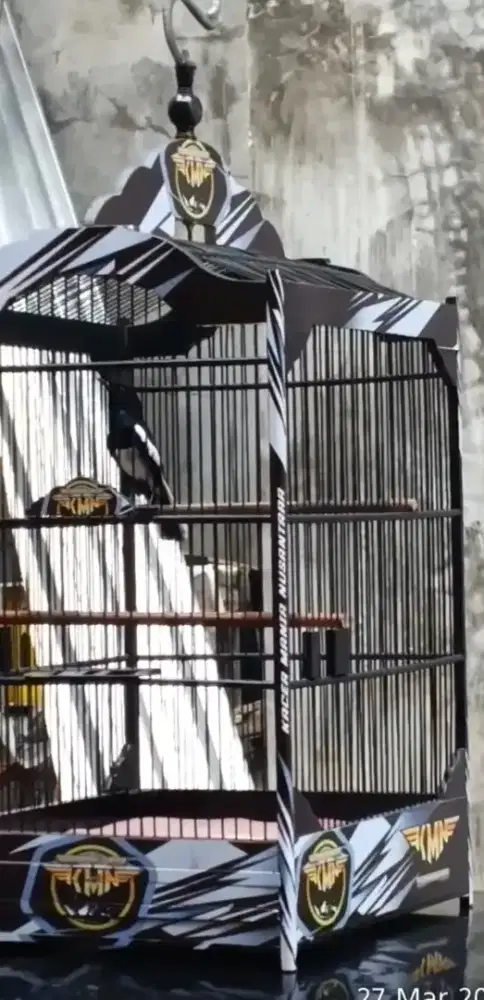 Burung Kacer Tuker murai sama - sama FS