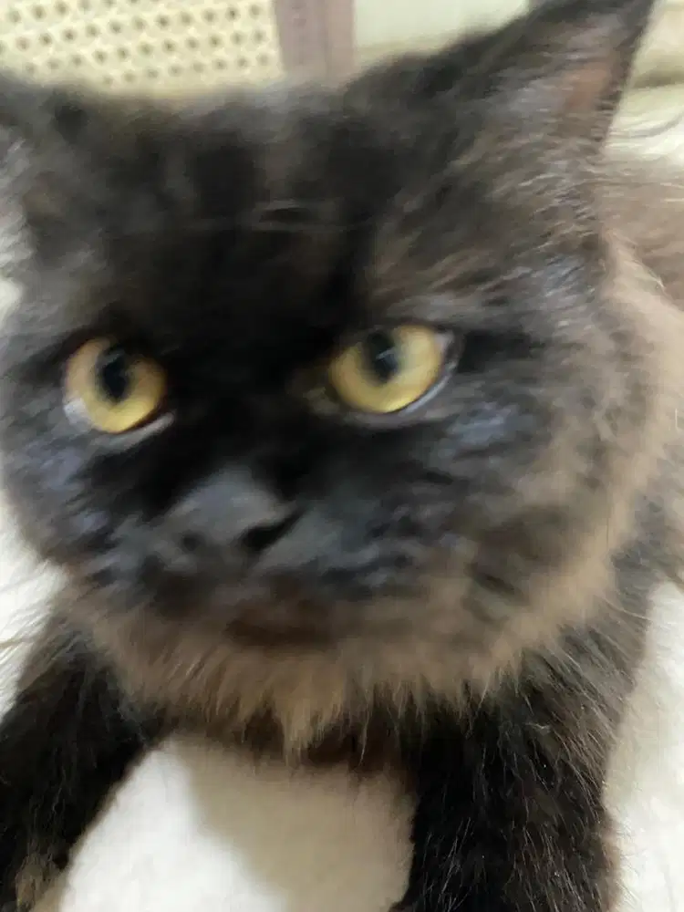 Anakan kucing persia flatnose pesek mix himalaya