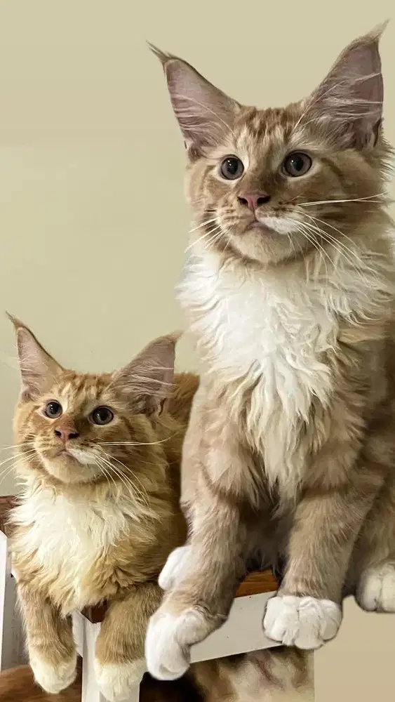 Kitten Mainecoon jantan