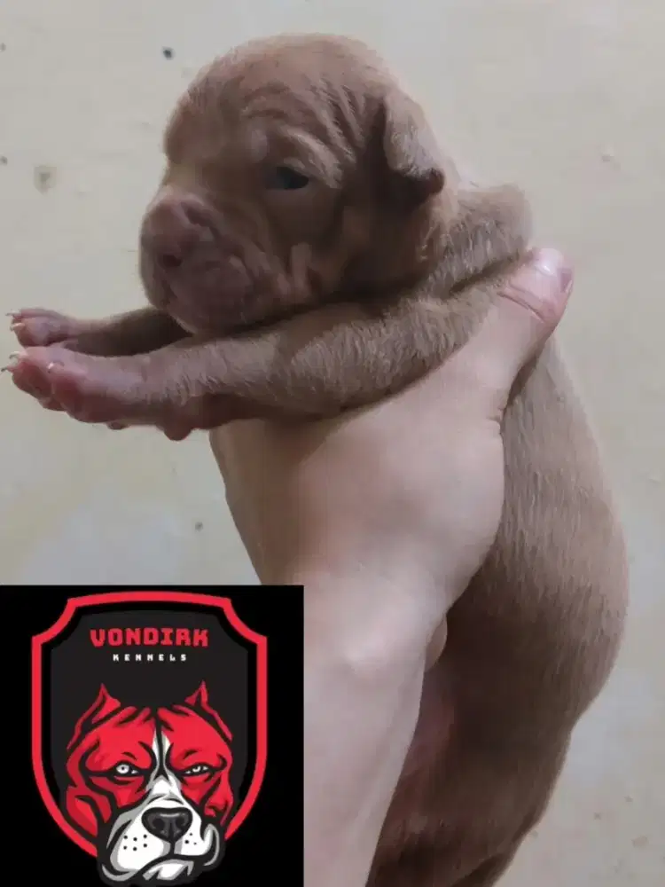 American Pitbull Terrier