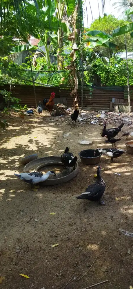 AYAM SIAM dan BEBEK ENTOK