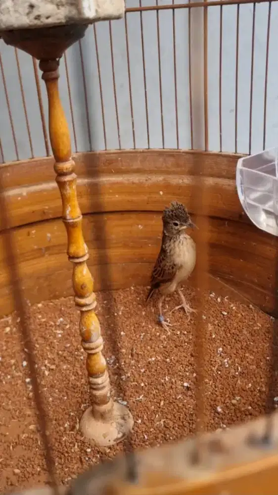 Branjangan javanica gacor materi joss