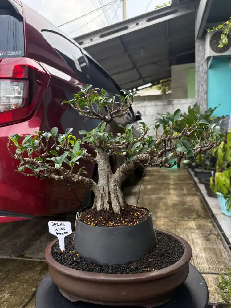 Bonsai Beringin Elegant