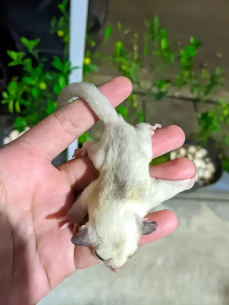 Sugar glider mosaic betina