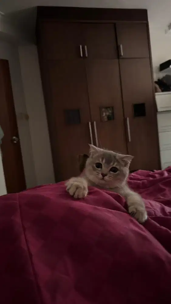 Kucing Kitten Betina British Shorthair (BSH) x Scottish Fold import