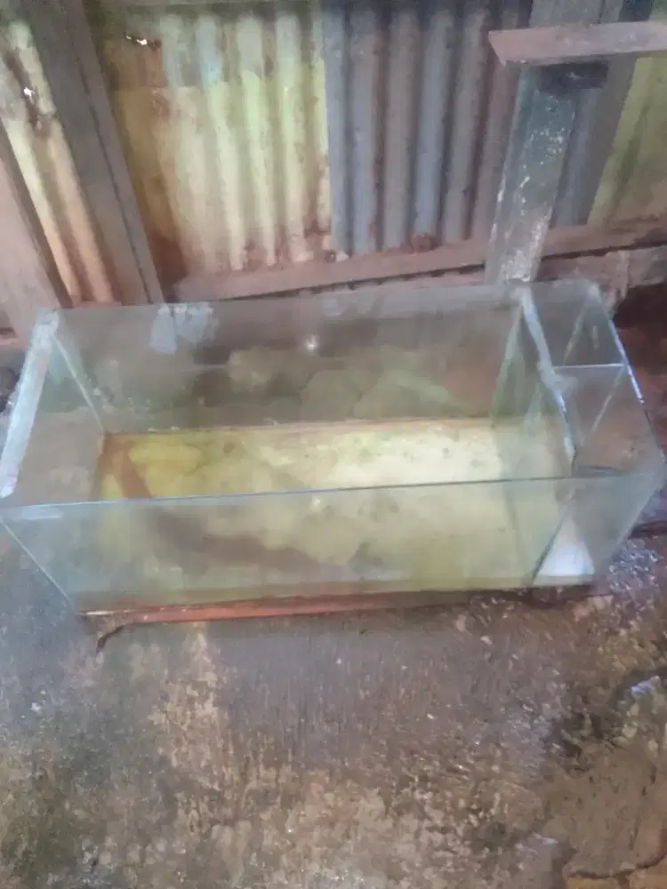 Aquarium bekas arwana