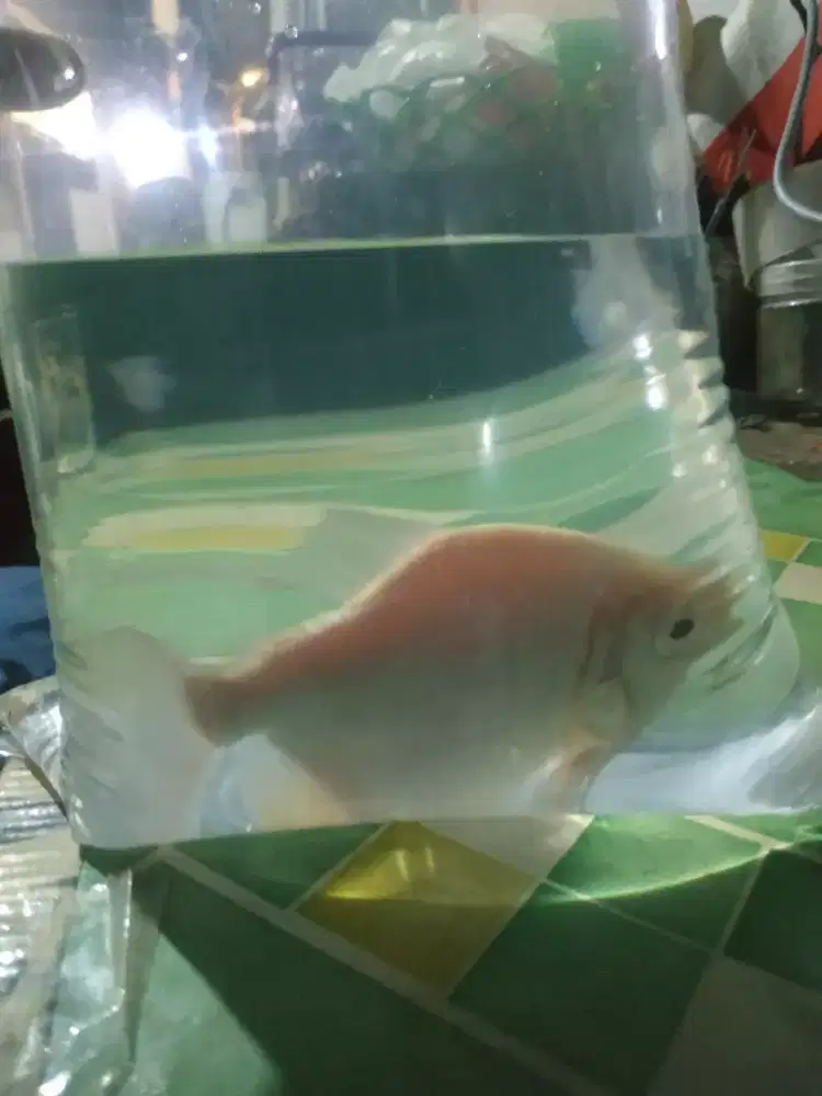 Jual ikan picu Albino