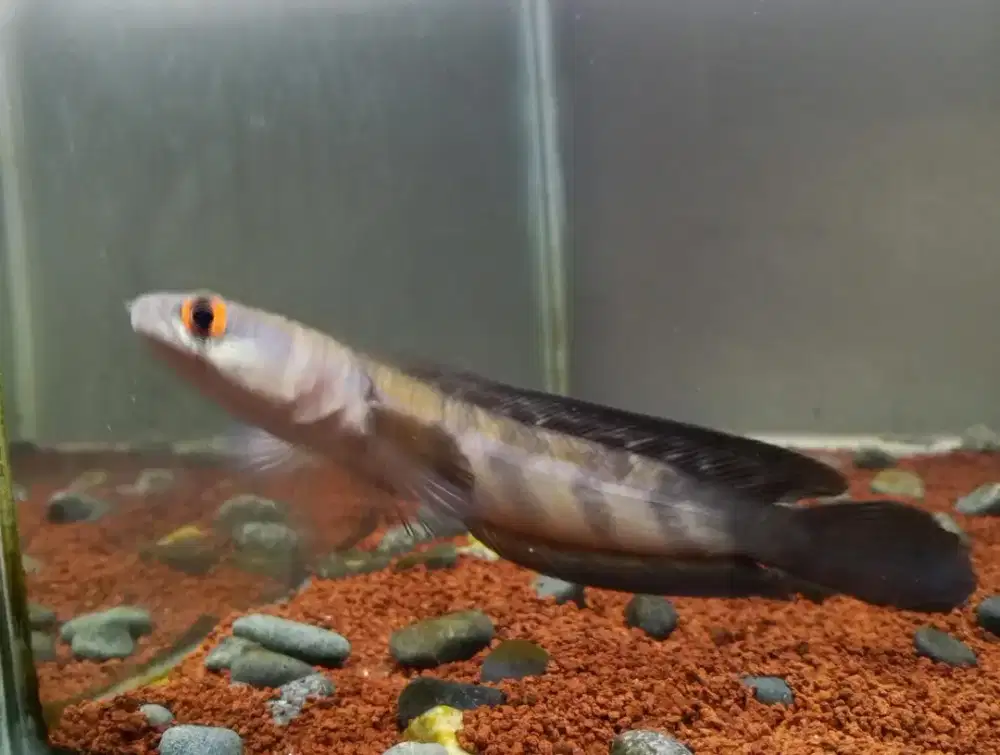 Channa maru red progresan