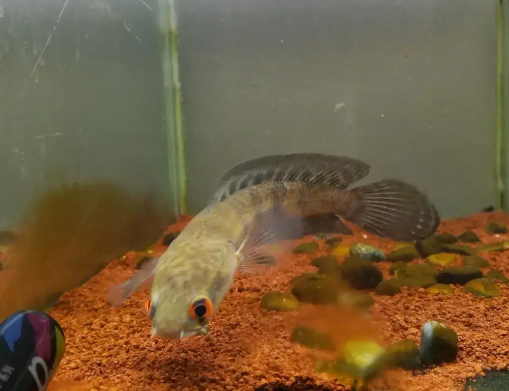 Channa maru red progresan