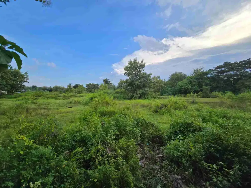 Tanah murah dekat sungai bengawan solo