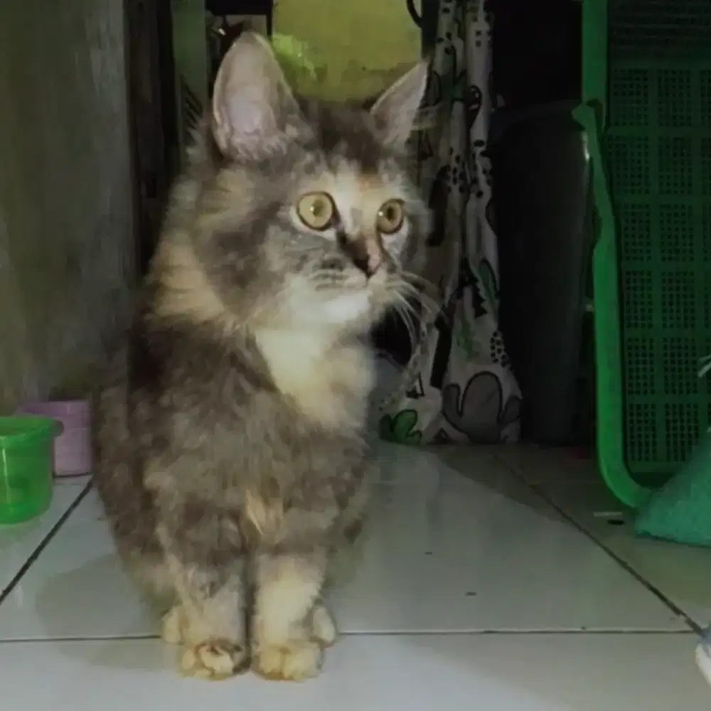 Kucing persia flatnose umur KURLEB 5 bulan