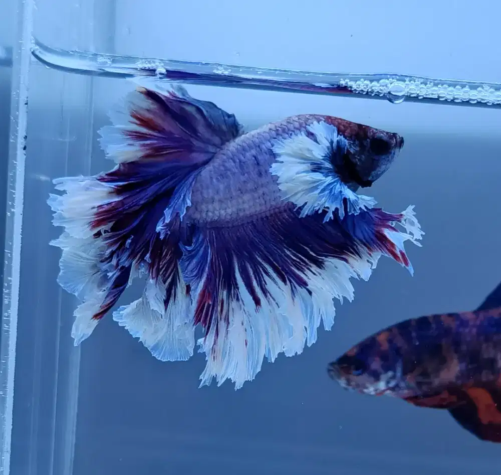 ikan cupang king rosetail