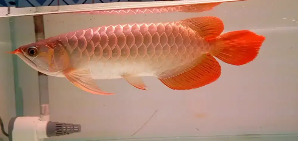 Arwana super red 36cm