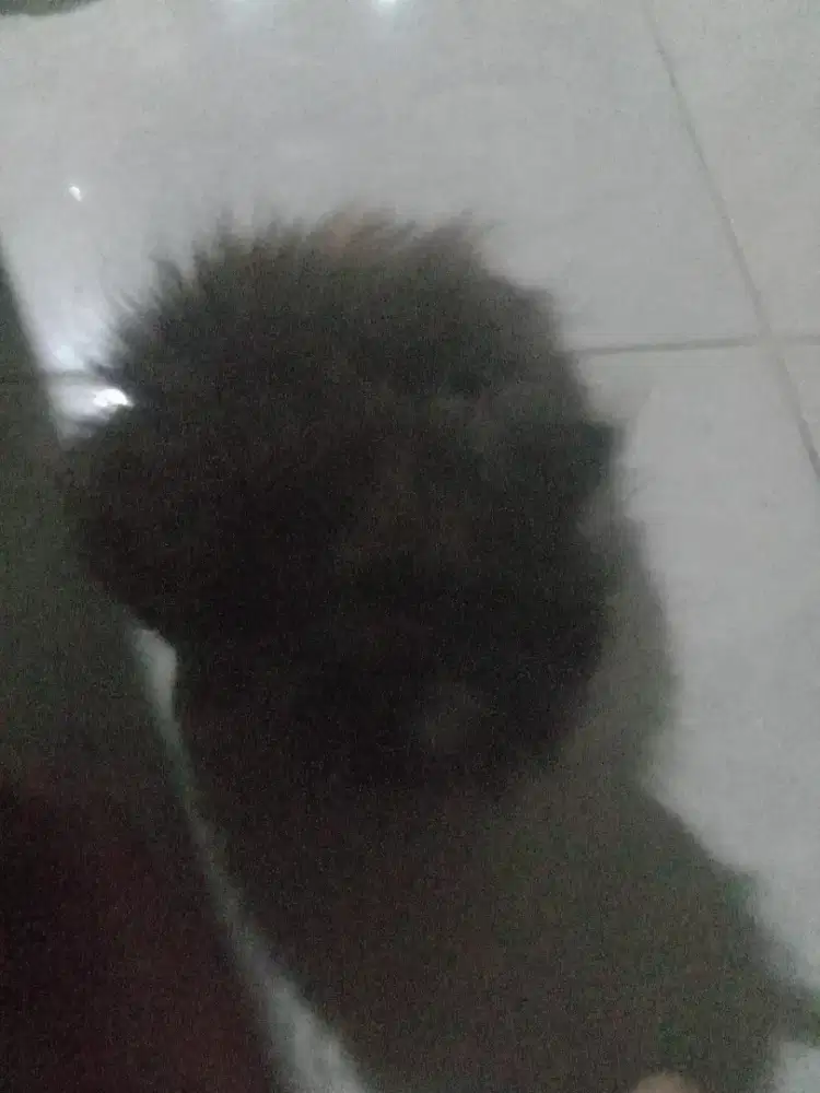 Kucing anak an masih umur 2bln