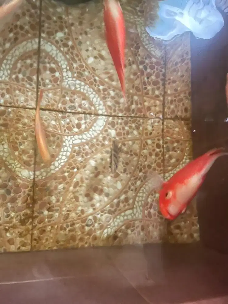 Oscar Paris dan Datz