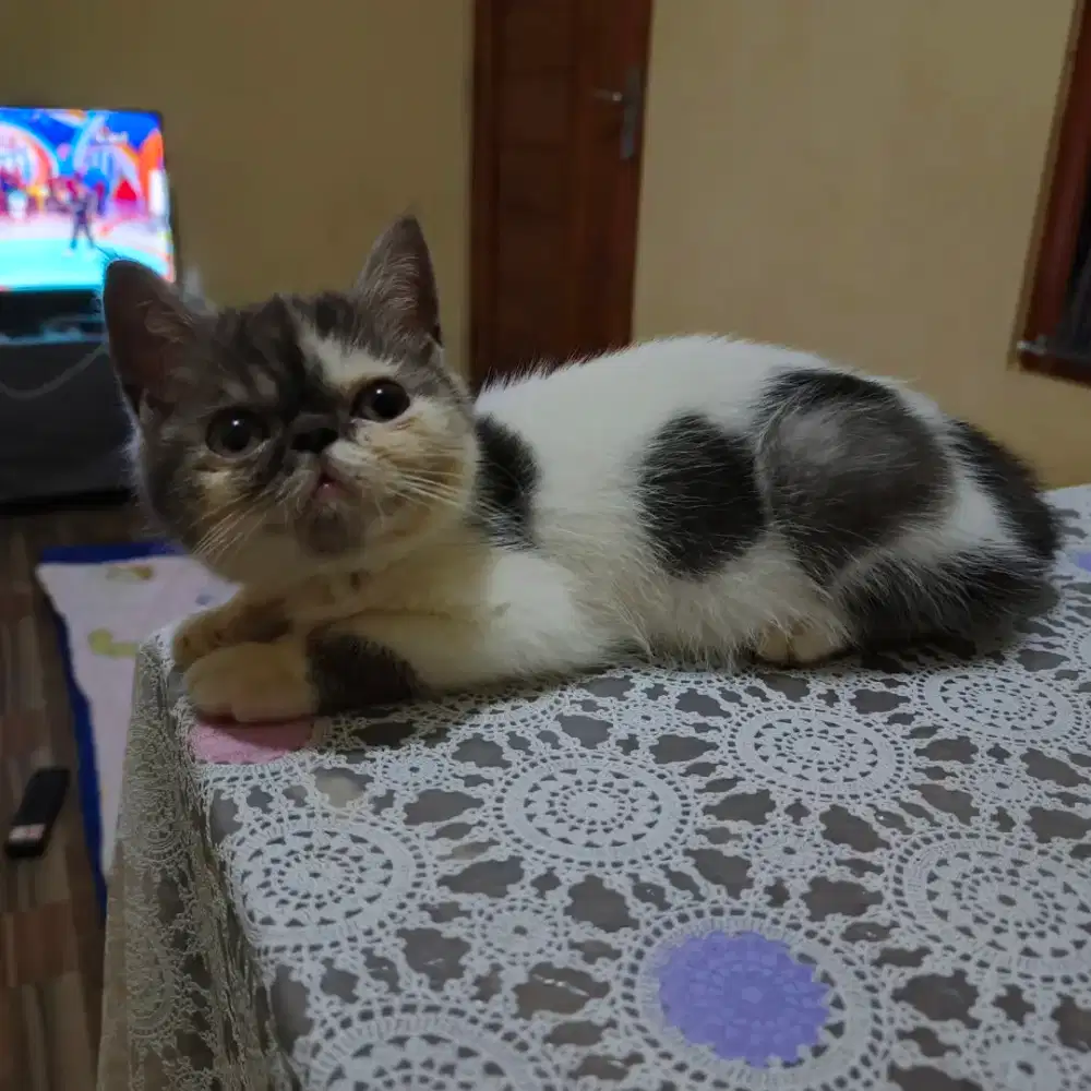 Kitten Peaknose exo jantan