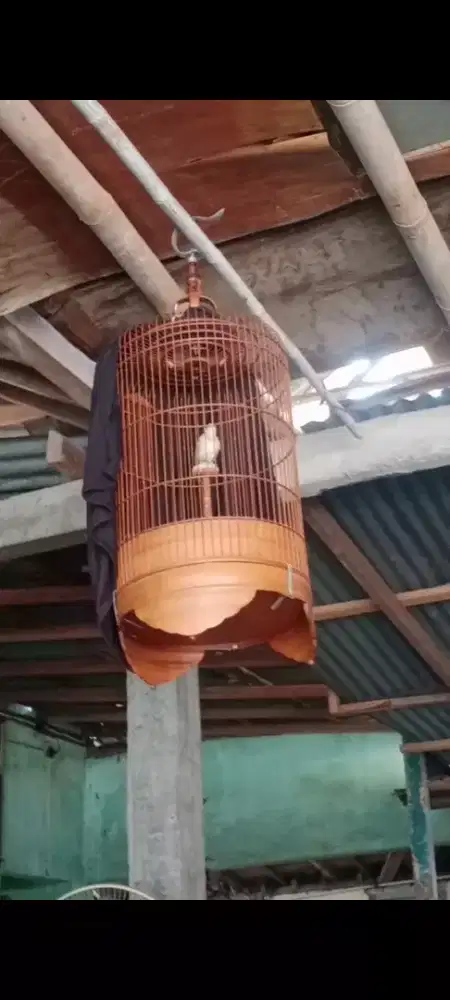 Branjangan gacoor materi banyak