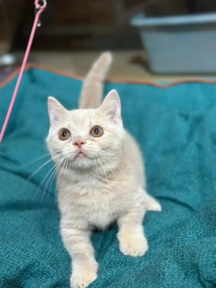 BSH munchkin straight